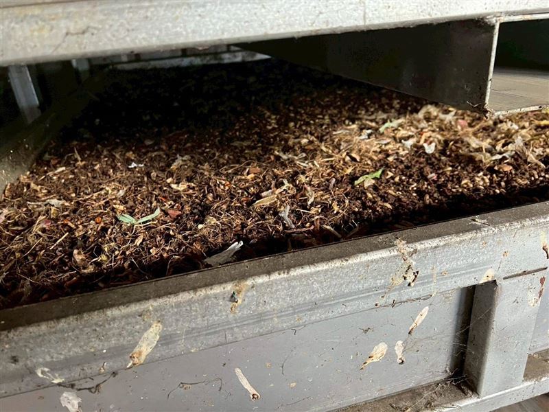 廚餘送至環保局廚餘處理廠，以黑水虻方式再利用。（圖／新竹縣政府提供）