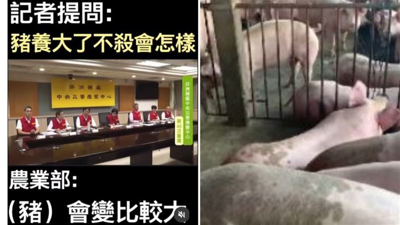 非洲豬瘟記者提問：「豬養大了不殺會怎樣？」，農業部官員神回「豬會變大」掀笑潮。（圖／翻攝自Threads）