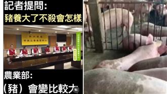 記者：豬養大不殺會怎樣？農業部神回笑翻