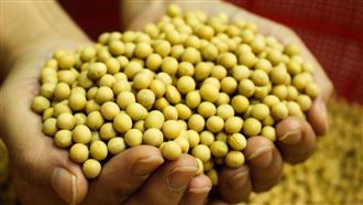 美財長：中國未來3年採購黃豆回復正常量
