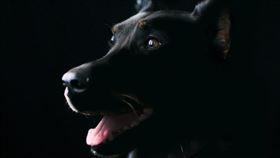 一項針對400多隻狗狗的研究顯示，狗狗確實會「追劇」，而且反應取決於性格。精力旺盛的狗狗看到動作片或紀錄片裡快速移動的動物時，會吠叫、追著螢幕跑，甚至試圖「抓住」畫面裡的獵物；焦慮型的狗狗則可能被門鈴聲、開門聲嚇到，顯得不安。研究提醒，電視對某些狗是娛樂，對另一些卻可能是壓力來源。（示意圖／PIXABAY）