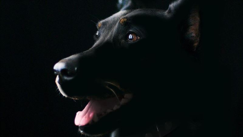 國道撞狗屍竟連環撞成廢鐵…警急追查飼主