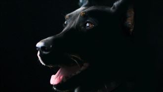 國道撞狗屍竟連環撞成廢鐵…警急追查飼主