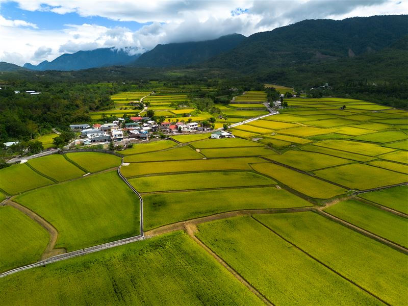 上帝遺忘在花蓮的金色禮物曝光了!攝影師林建邦拍的《池上秋收》天堂美如仙境震撼國際。(圖/攝影師林建邦提供)