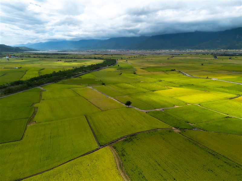 上帝遺忘在花蓮的金色禮物曝光了!攝影師林建邦拍的《池上秋收》天堂美如仙境震撼國際。(圖/攝影師林建邦提供)