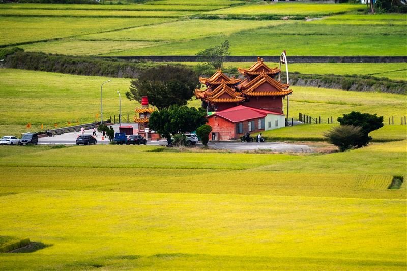 上帝遺忘在花蓮的金色禮物曝光了!攝影師林建邦拍的《池上秋收》天堂美如仙境震撼國際。(圖/攝影師林建邦提供)