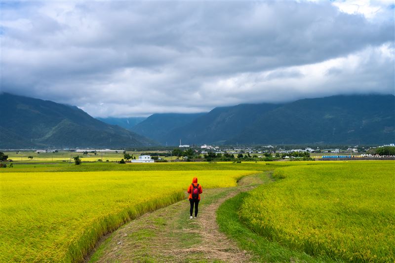 上帝遺忘在花蓮的金色禮物曝光了!攝影師林建邦拍的《池上秋收》天堂美如仙境震撼國際。(圖/攝影師林建邦提供)