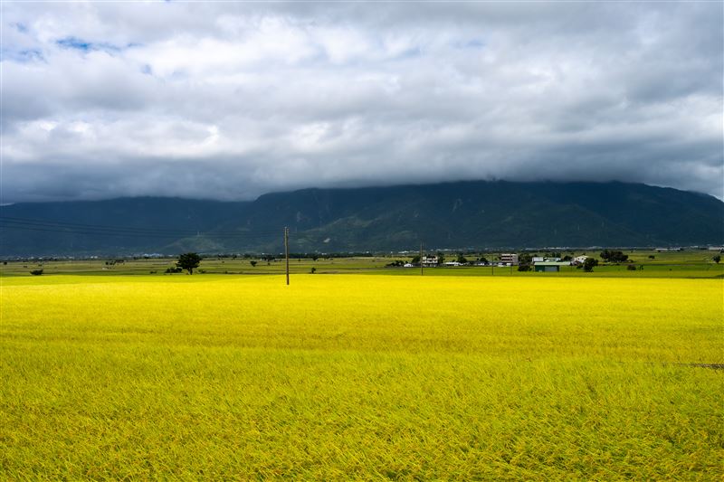 上帝遺忘在花蓮的金色禮物曝光了!攝影師林建邦拍的《池上秋收》天堂美如仙境震撼國際。(圖/攝影師林建邦提供)