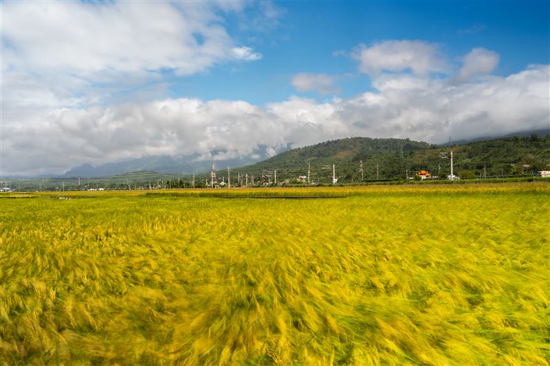 上帝遺忘在花蓮的金色禮物曝光了!攝影師林建邦拍的《池上秋收》天堂美如仙境震撼國際。(圖/攝影師林建邦提供)