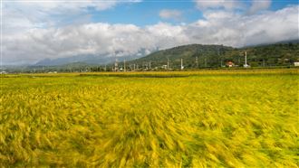 上帝遺忘在花蓮的金色禮物曝光了！攝影師林建邦拍的《池上秋收》天堂美如仙境震撼國際。（圖／攝影師林建邦提供）