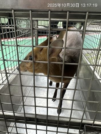 台北市文山區景華街128巷一家早餐店昨天中午有山羌闖入。(圖/北市動保處提供)