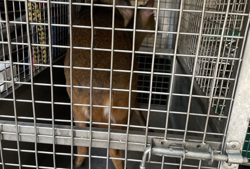 上月北市信義區某社區大樓地下室B1也有一隻野生山羌亂竄。(圖/北市動保處提供)