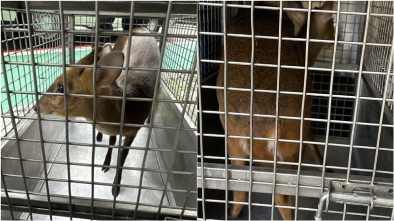 山羌闖入早餐店！動保處獲報緊急捕獲