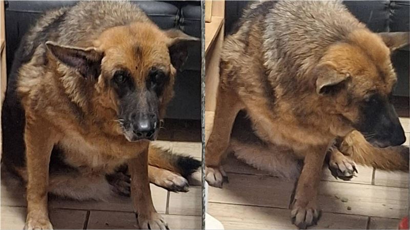 花蓮家園收容狗狗。(圖/社團法人中華民國保護動物協會提供)