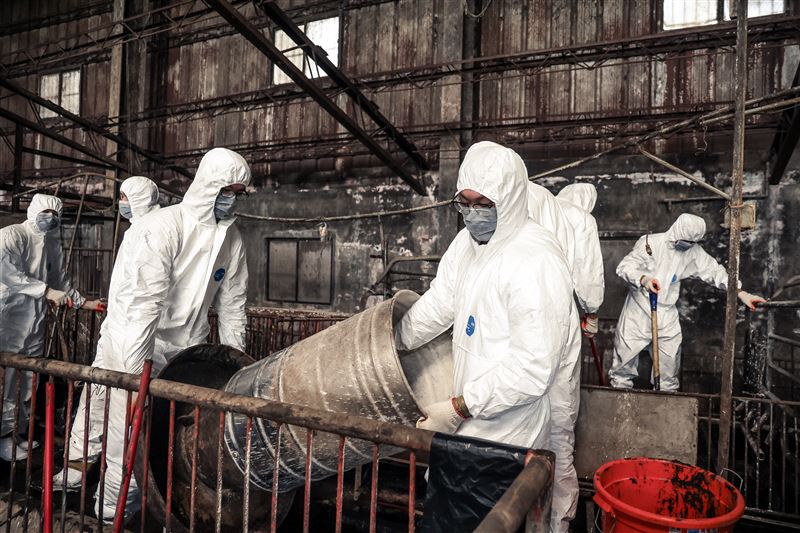 梧棲案例場內部雜物多且難以移除,地板的黑泥是長年汙垢混合豬糞,最厚達10公分,必須全部刮除。(圖/陸軍第十軍團提供)