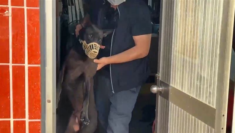 黑犬撲倒攻擊男童,被動保處人員帶走。(圖/翻攝畫面)
