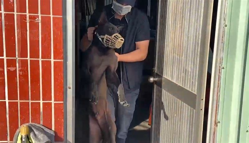 黑犬撲倒攻擊男童,被動保處人員帶走。(圖/翻攝畫面)