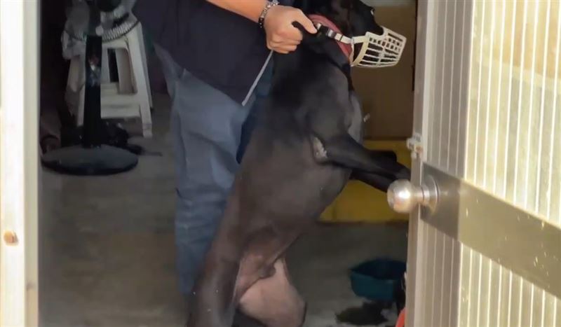 黑犬撲倒攻擊男童,被動保處人員帶走。(圖/翻攝畫面)