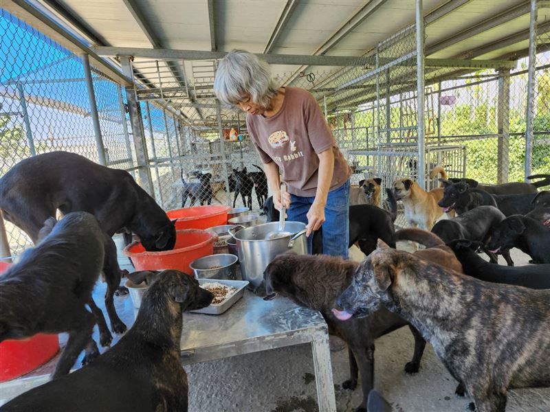 協會與收容所合作,照顧200多隻受傷或受驚流浪動物。(圖/社團法人中華民國保護動物協會提供)