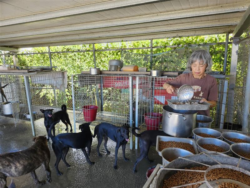 受難貓狗安置於5處收容所。(圖/社團法人中華民國保護動物協會提供)