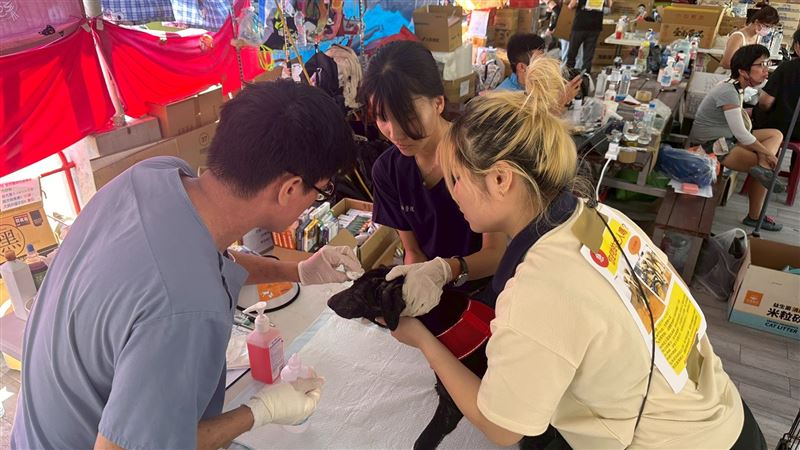 動物醫療站。(圖/社團法人中華民國保護動物協會提供)