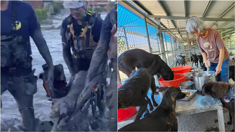 獨／水淹光復成災民…200流浪貓狗去哪了