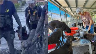 獨/水淹光復成災民…200流浪貓狗去哪了