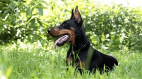 杜賓犬（示意圖／翻攝自shutterstock）