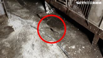 獨/清2次…豬瘟案場滿地糞便老鼠橫行