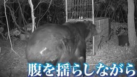 北海道苫前町一頭重達400公斤的巨大棕熊在陷阱前遊蕩被拍下。（圖／翻攝自YouTube／北海道ニュースUHB）