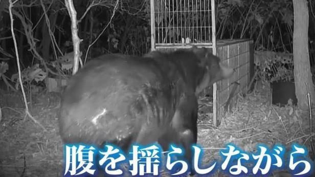 「熊出沒」取消出團　網購旅遊集體被詐