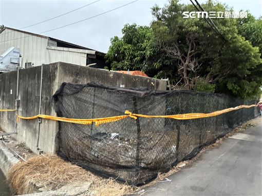 不甩禁令!台中豬場偷用廚餘養豬重罰4百萬