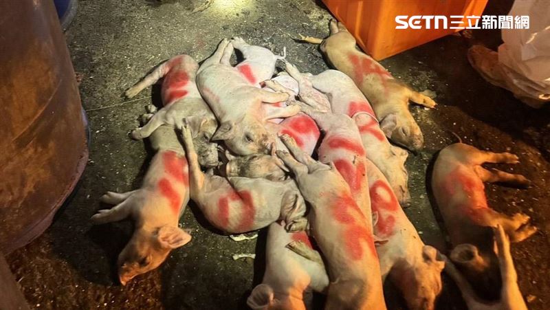 梧棲養豬場爆發非洲豬瘟疫情，案場斃死豬送化製場的三聯單出現塗改痕跡。（圖／農業部提供）