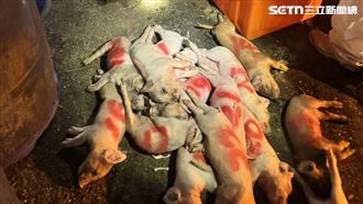 扯!豬瘟斃死豬數目兜不攏…三聯單全被改