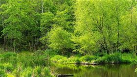 濕地成為可利用的戰略資源，波蘭與芬蘭都已經著手相關計畫。（示意圖／PIXABAY）