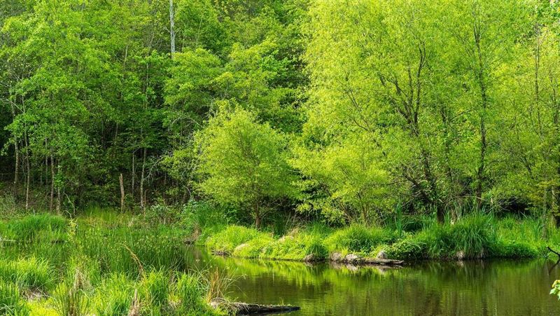 讓敵軍陷泥淖！波蘭芬蘭重建濕地增防禦力