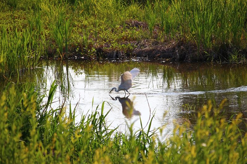 將泥炭地重新注滿水，不僅有戰略價值，還能增加生物多樣性。（示意圖／PIXABAY）