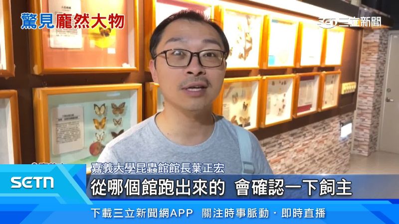 嘉義大學昆蟲館館長出面說明