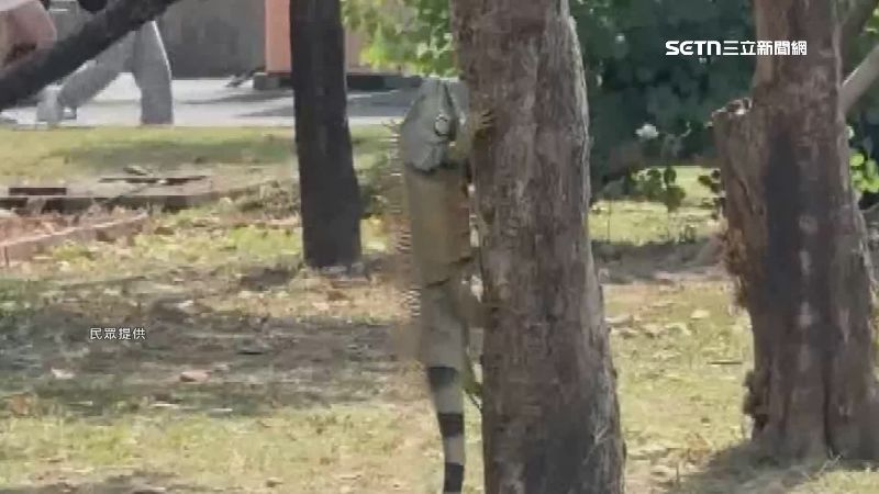 校園變侏儸紀公園？巨大綠鬣蜥爬樹學生驚