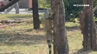 校園變侏儸紀公園？巨大綠鬣蜥爬樹學生驚