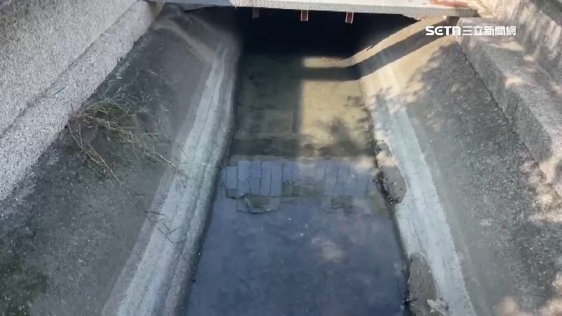 專家分析校園綠地多，且有流水造景，吸引綠鬣蜥出沒