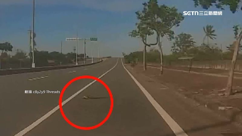 綠鬣蜥馬路上一動也不動