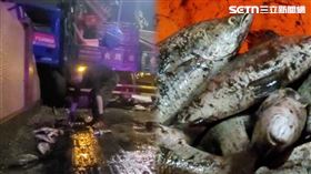 高雄,越南,鱸魚,圍牆,車禍,貨車,冷凍公司