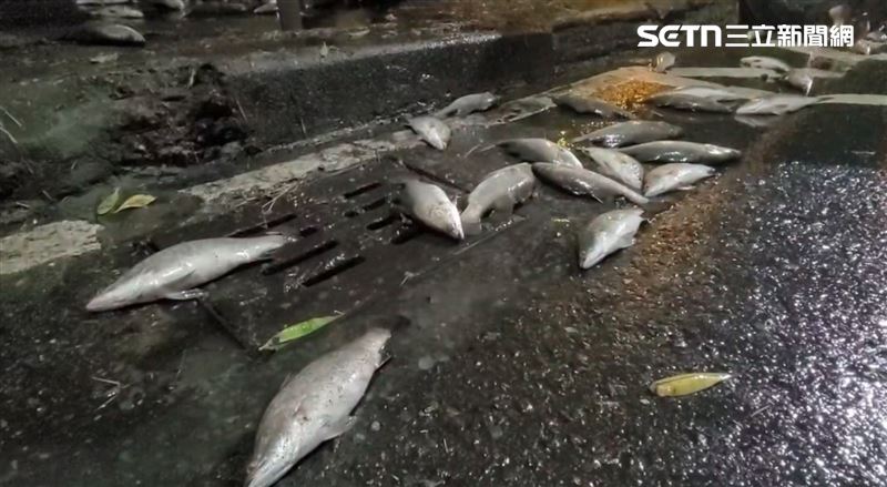 鱸魚噴濺路面，不斷彈跳求生，全身裹著厚厚泥沙。（圖／翻攝畫面）