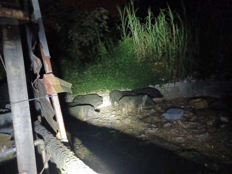 太平山區有人家私自圈養6頭山豬，農業局將該場域列為高風險管制對象。（圖／翻攝畫面）