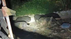 台中「6山豬趴趴走」害高風險豬場+1　非洲豬瘟檢驗結果出爐