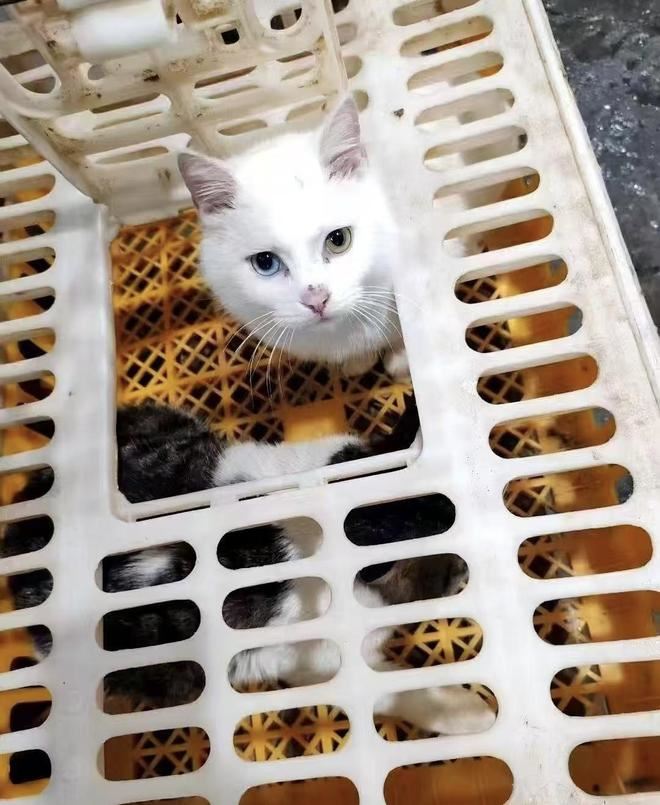 無辜的貓咪在籠子裡面無助地望著鏡頭，渾然不知即將被宰殺上菜。（圖／翻攝自微博）