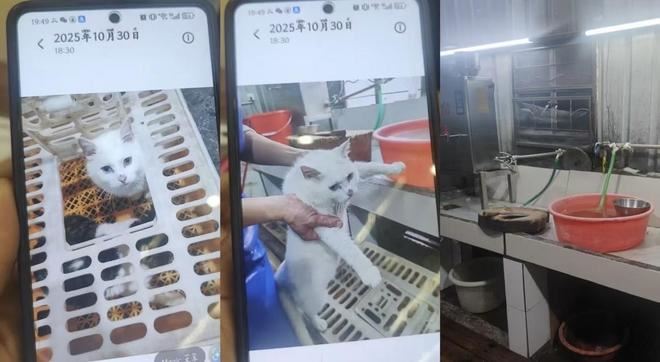 佛山私房菜館疑宰殺活貓烹「龍虎鳳」，發文炫耀遭網友檢舉，多部門介入調查。（圖／翻攝自微博）