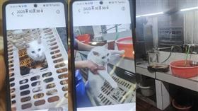 佛山私房菜館疑宰殺活貓烹「龍虎鳳」，多部門介入調查。（圖／翻攝自微博） 