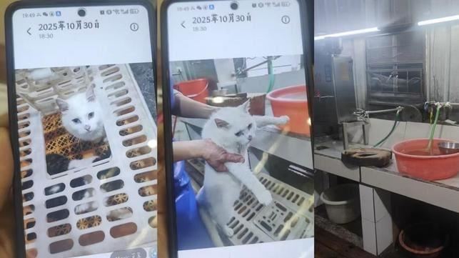 活貓遭現宰煲「龍虎鳳」　PO炫耀文遭停業